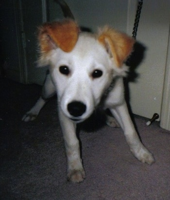 Close up - A white with red Siberian Retriever is standing on a carpet, it is looking forward and its head is tilted to the right. Its body is all white and its ears are a bright golden brown.