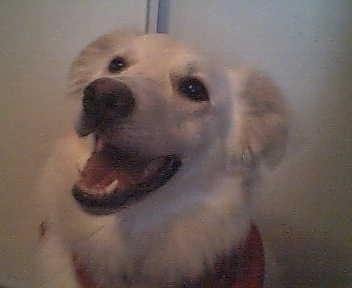 Close up head shot - A white with red Siberian Retriever is sitting on a carpet and it is looking to the left. Its mouth is open and it looks like it is smiling. The dog's ears are fluffy.