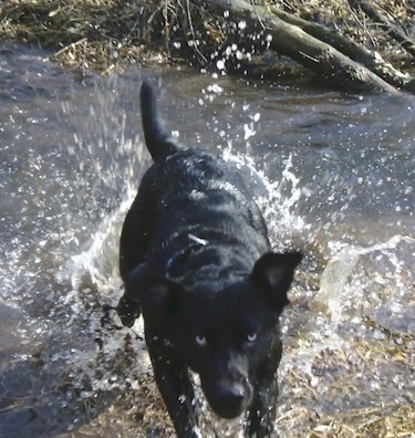 Front view action shot - A blue-eyed, black Siberian Retriever dog is running across a small body of water with water splashing all around it.