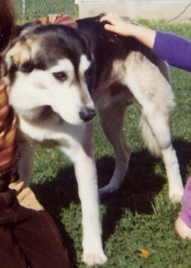 Front side view - A black, grey and white Siberian Retriever is standing in grass next to a person sitting on their knees in sand. To the right of the Retriever is a person that is touching the back of a dog.