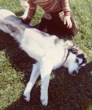 The left side of a wolf looking, black, grey and white Siberian Retriever is looking forward. There is a person on its knee behind it.