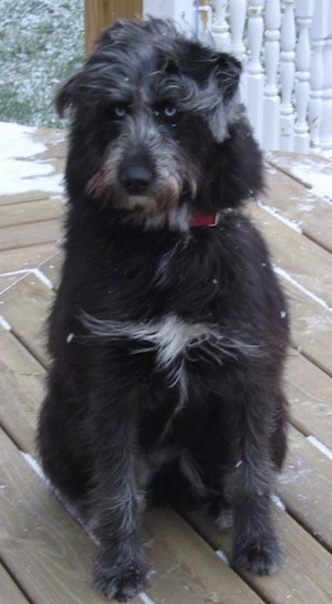 husky cross poodle