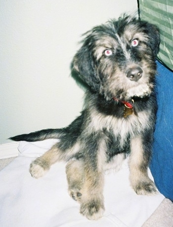 Un cachorro Siberpoo negro con bronceado está sentado contra una cama y está mirando hacia adelante. El cachorro tiene los ojos azules.