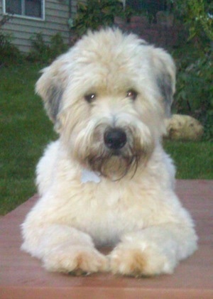 wheatland terrier