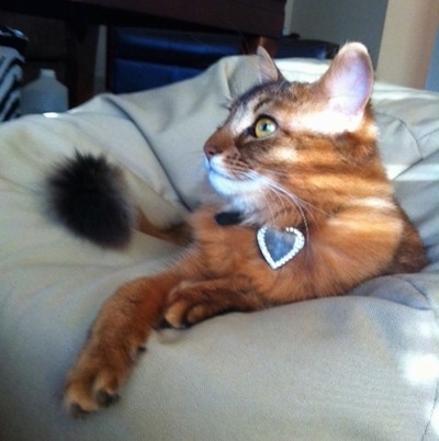 Close up - Erika the Somali cat is laying on a tan bean bag chair and looking to the left