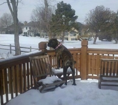 Mia the Boerboel standing outside on a wooden deck covered in snow jumping up to peer over the railing
