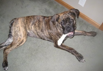 Mia the Boerboel puppy laying on the carpet with a dog bone in its mouth