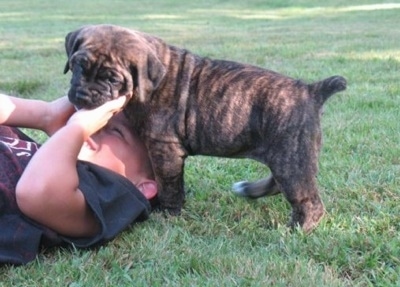 Mia the South African Boerboel as a puppy licking the face of a child rolling around in the grass