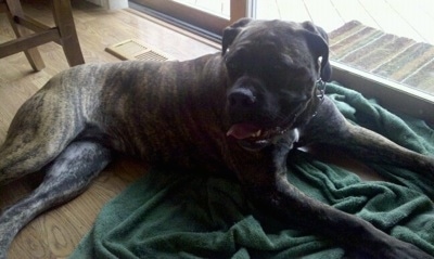 Mia the Boerboel laying in the house on top of a green towel in front of a sliding door