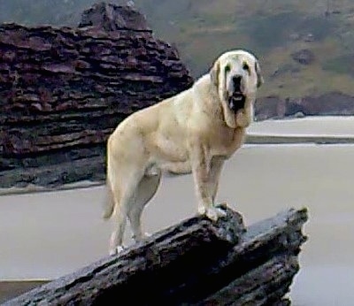 The right side of a tan Spanish Mastiff is standing on a rock and it is looking forward. There is a large stone structure in a body of water behind it. The dog is huge and it has a large amount of extra skin hanging from its neck.