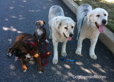 A brown brindle Boxer is laying next to a blue-nose Brindle Pit Bull Terrier puppy, which is sitting next to two standing Great Pyrenees. They are in a street and they are resting in the shade during a walk.