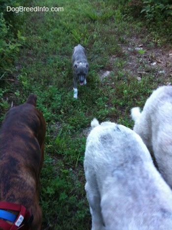 A brown brindle Boxer and two Great Pyrenees are walking down a field. Behind them is a blue-nose Brindle Pit Bull Terrier puppy.