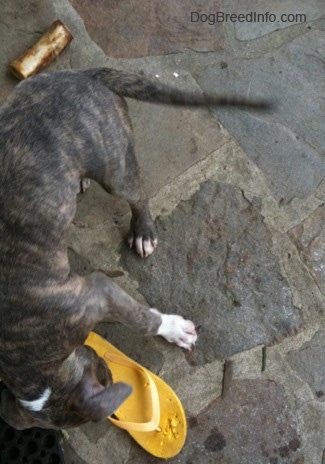 The back of a blue-nose Brindle Pit Bull Terrier puppy standing on a stone porch chewing on a yellow flip flop shoe. There is a dog bone behind him.