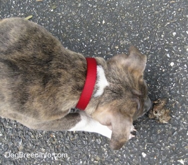 The back of a blue-nose Brindle Pit Bull Terrier puppy that is standing overtop of and sniffing a dead frog that is in the driveway.