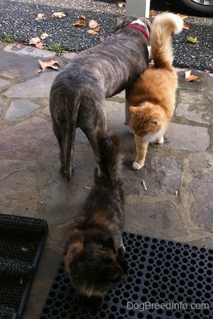 The back of a blue-nose brindle Pit Bull Terrier puppy that is standing on a stone porch. There are two cats rubbing against the puppy.