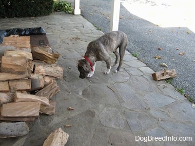A blue-nose brindle Pit Bull Terrier puppy is sniffing towards a stack of logs on a stone porch.