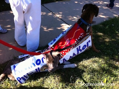 A blue-nose brindle Pit Bull Terrier puppy is laying in shade behind a sitting brown brindle Boxer at the edge of the shade of a tree.