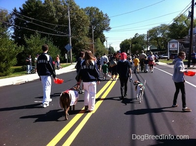 A large amount of peopler and dogs are parading down a street.