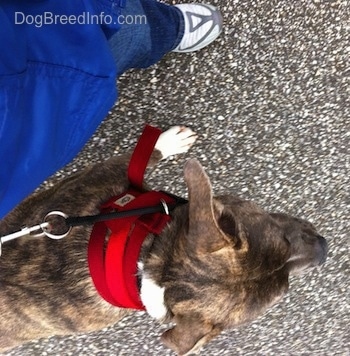 Top down view of a blue-nose brindle Pit Bull Terrier that is walking next to a person in a blue jacket.