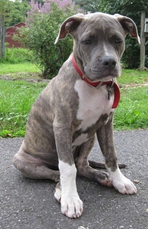 4 month old american pitbull terrier
