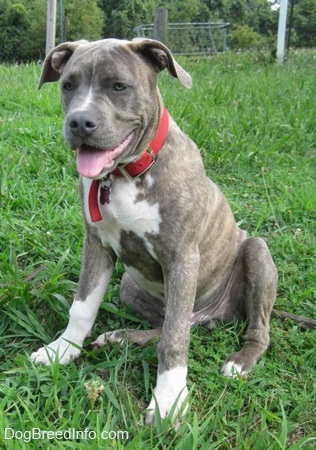 4 month old brindle pitbull