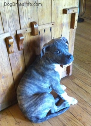 A blue-nose brindle Pit Bull Terrier puppy is sitting on a hardwood floor against a wooden cabinet.