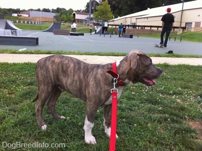 The right side of a blue-nose brindle Pit Bull Terrier puppy is standing in grass in front of a skate park and he is looking to the right. His mouth is open and his tongue is out.