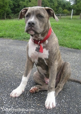 A blue-nose brindle Pit Bull Terrier puppy is wearing a red collar sitting on a blacktop surface and he is looking forward. He has wrinkles on his head.