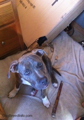 Top down view of a blue-nose brindle Pit Bull Terrier puppy sitting on a pillow next to a bully stick bone and there is a cardboard box behind him. The puppy is looking up.