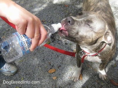 Close up - A person is pouring water into the mouth of a blue-nose brindle Pit Bull Terrier puppy from a plastic water bottle.
