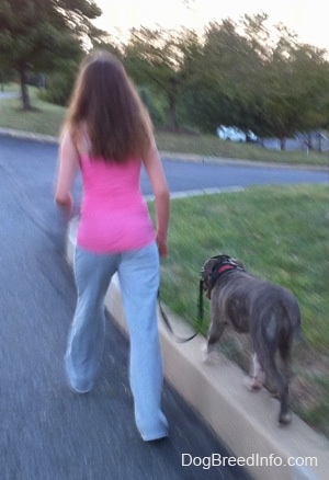 A girl in a hot pink shirt is leading a blue-nose brindle Pit Bull Terrier puppy on a walk down a street while the dog walks the curb.