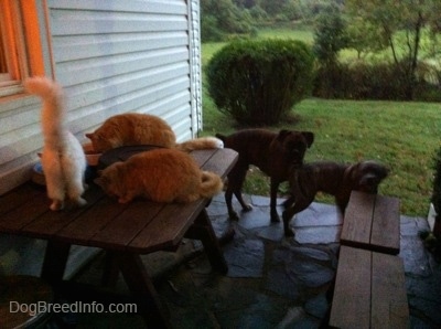 Three cats are eating cat food out of a bowl on a table on a stone porch in front of a white farm house. A brown brindle Boxer and a blue-nose brindle Pit Bull Terrier puppy are looking at the cats.