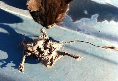 Close up - A cat is looking down at a dead mouse on a concrete surface.