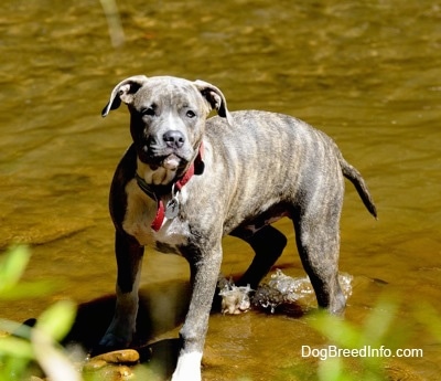 pitbull terrier brindle