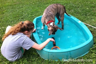 A blue-nose Brindle Pit Bull Terrier is standing in a kiddie pool. There is a girl in a grey shirt pushing along a toy in water as the dog watches.