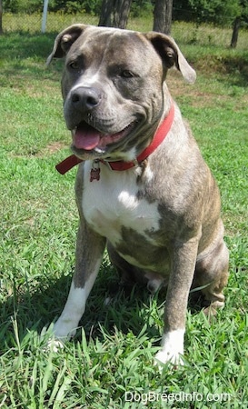brindle pitbull mixed with blue nose