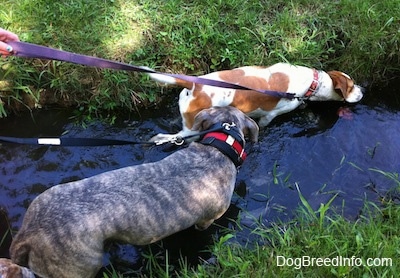 A brown and white Beagle mix and a blue-nose Brindle Pit Bull Terrier are walking through a stream.
