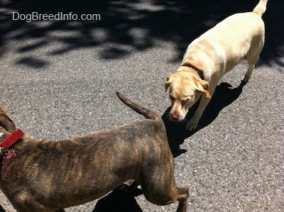A yellow Labrador is sniffing the backend of a blue-nose Brindle Pit Bull Terrier.