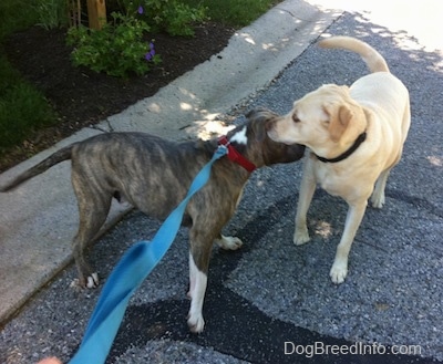 A blue-nose Brindle Pit Bull Terrier is sniffing the neck of a yellow Labrador.