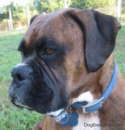 Close up side view head shot - A brown brindle Boxer is sitting in grass and he is looking to the left.