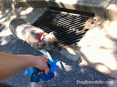 A blue-nose Brindle Pit Bull Terrier is walking across a storm drain.