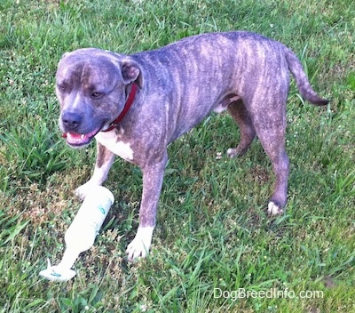 A blue-nose Brindle Pit Bull Terrier is standing over top of an empty horsefly spray bottle.