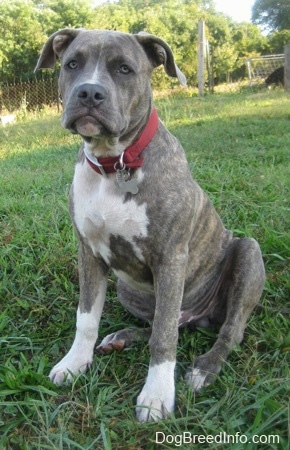 A blue-eyed, blue-nose brindle Pit Bull Terrier puppy is wearing a red collar sitting in grass looking forward.