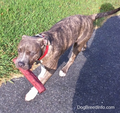 A blue-nose brindle Pit Bull Terrier puppy is walking across a black top surface with a red rawhide bone in his mouth.