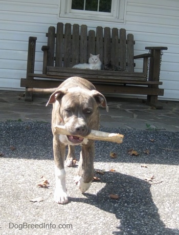 A blue-nose brindle Pit Bull Terrier puppy is walking down a blacktop surface with a rawhide bone in his mouth. There is a white cat on a wooden glider bench on a stone porch behind him.