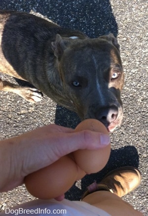 A person is holding two eggs in their hand and a blue-nose brindle Pit Bull Terrier puppy is looking up.