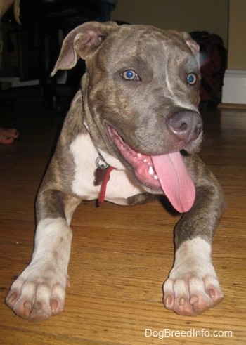 Close up front view - A blue-nose brindle Pit Bull Terrier puppy is laying on a hardwood floor with his head turned to the right. His mouth is open and tongue is out. It looks like he is smiling.