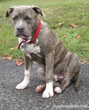 4 month old brindle pitbull