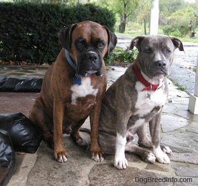 blue nose boxer