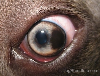 Close up - A brown spot in the left eye of a blue-nose brindle Pit Bull Terrier.